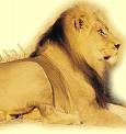le lion